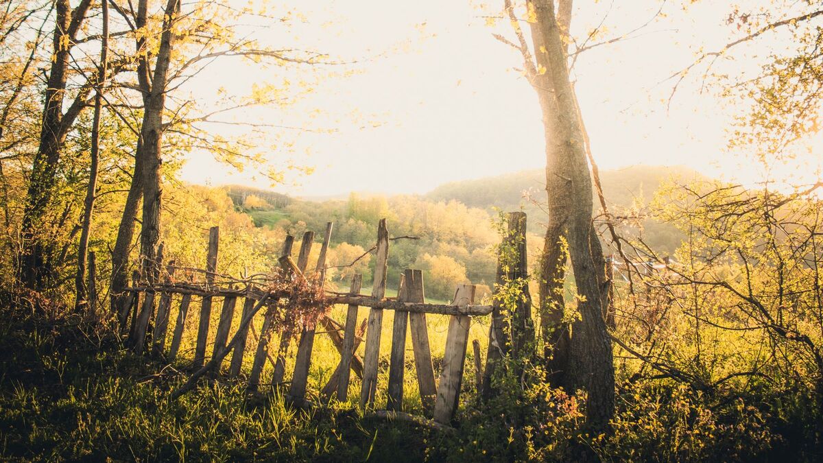 An old leaning wooden picket fence backlit by morning sun at the edge of woods